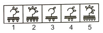 Classification in Non Verbal Reasoning mcq question image